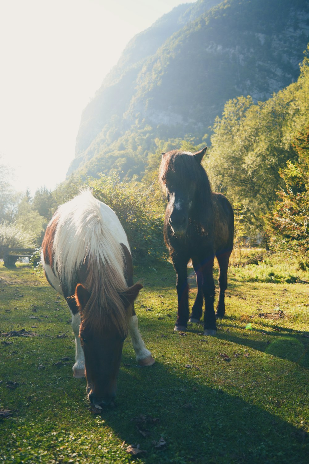 a couple of horses standing on top of a lush green field