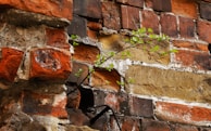 A weathered brick wall with areas of erosion and wear shows patches of vibrant green leaves growing through the cracks, suggesting resilience and life emerging amidst decay.