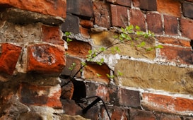 A weathered brick wall with areas of erosion and wear shows patches of vibrant green leaves growing through the cracks, suggesting resilience and life emerging amidst decay.