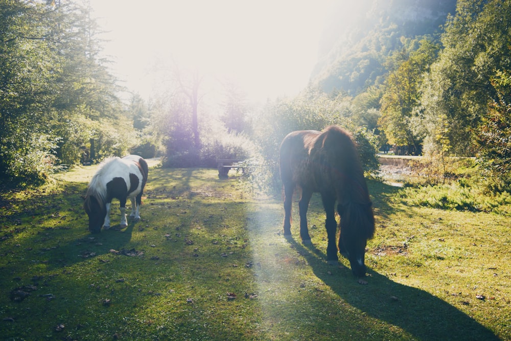 a couple of horses standing on top of a lush green field