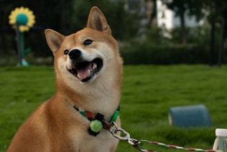 A happy Shiba Inu dog with a smiling expression sits on a grassy lawn. The dog is wearing a collar with a pendant and is leashed. In the background, there is a large yellow and green flower decoration and some trees, suggesting a park setting.