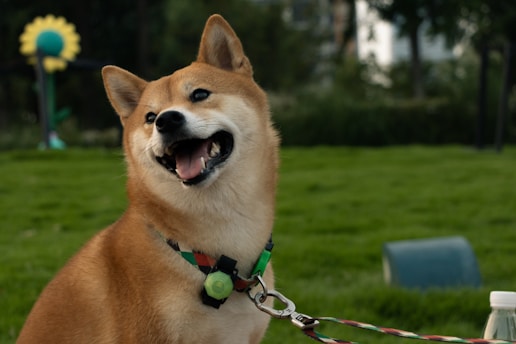 A happy Shiba Inu dog with a smiling expression sits on a grassy lawn. The dog is wearing a collar with a pendant and is leashed. In the background, there is a large yellow and green flower decoration and some trees, suggesting a park setting.