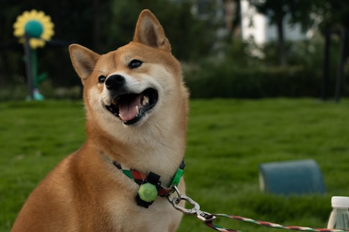 A happy Shiba Inu puppy playing in a sunlit garden with vibrant flowers.