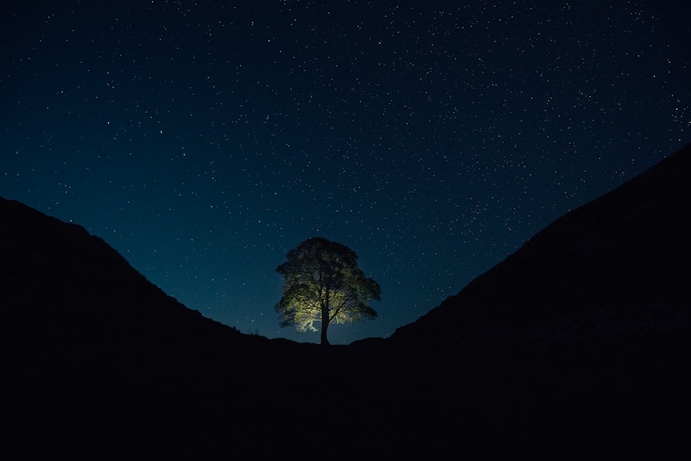 a lone tree in the middle of the night