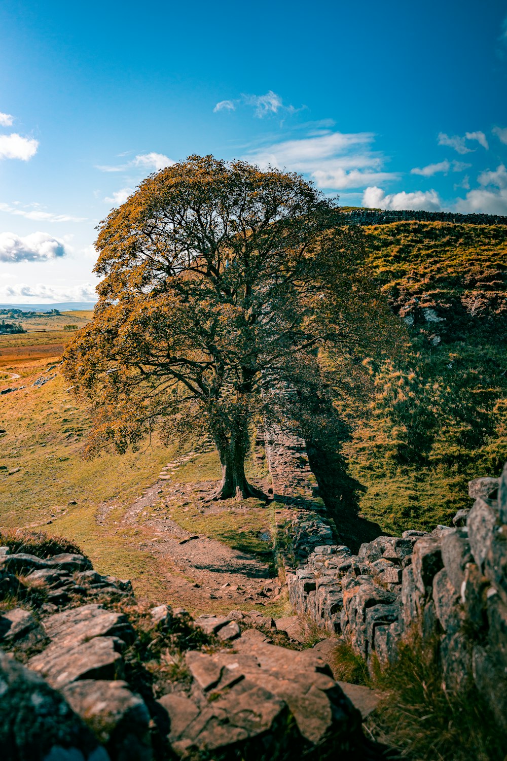 a lone tree in the middle of a field