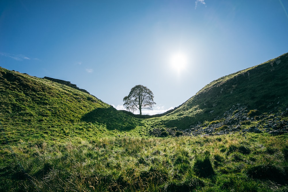 a lone tree in the middle of a grassy field