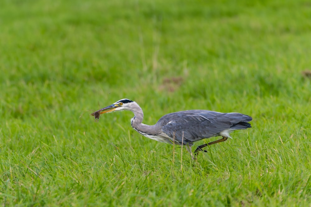 Un pájaro con un pez en la boca parado en la hierba