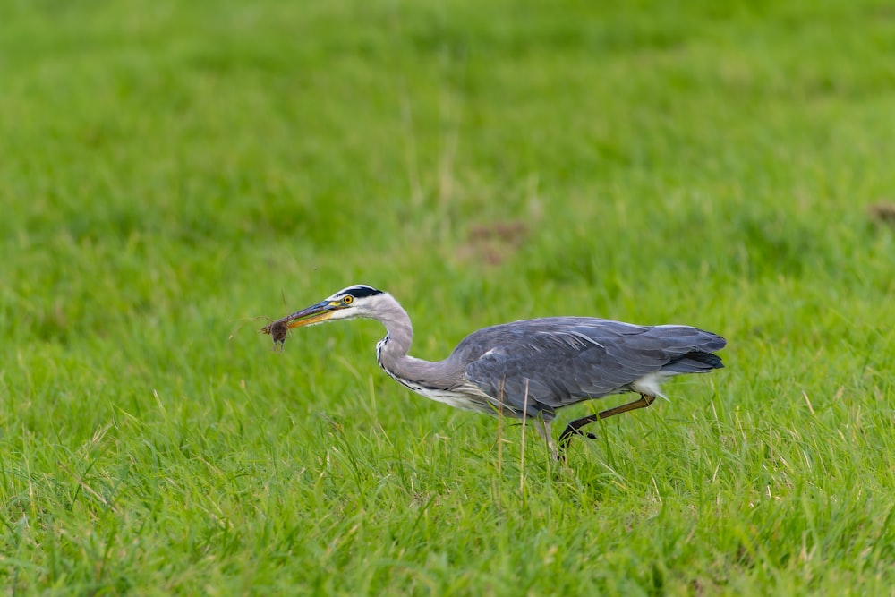 ein Vogel mit einem Fisch im Maul, der im Gras steht