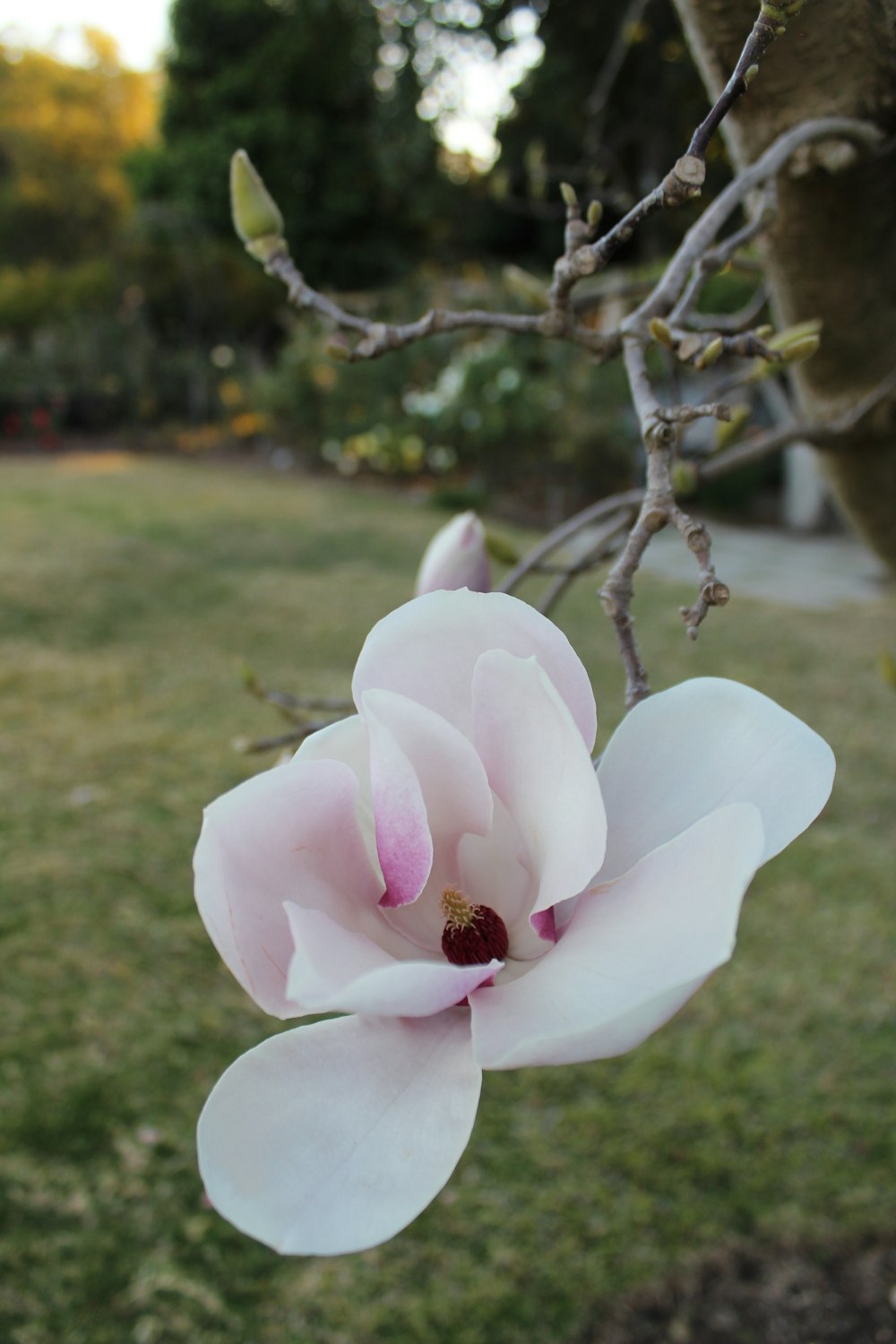 una flor blanca y rosada en la rama de un árbol