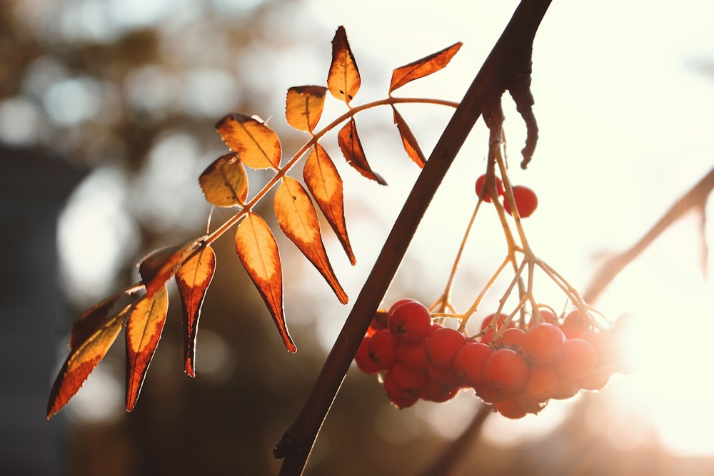 a close up of a branch with berries on it