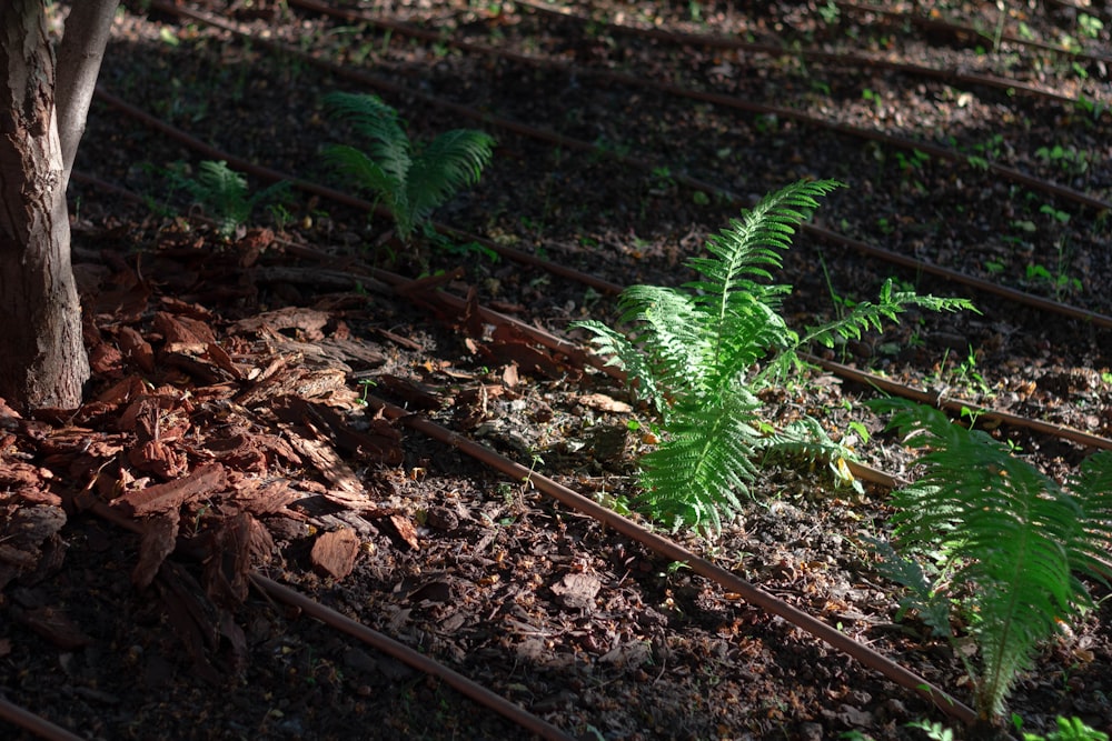 a fern grows in the dirt next to a tree
