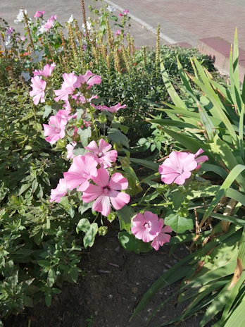 A skilled landscaper planting vibrant flowers in a sunlit garden bed.