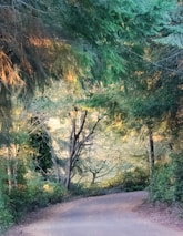 A winding forest path surrounded by tall trees and soft sunlight filtering through leaves.