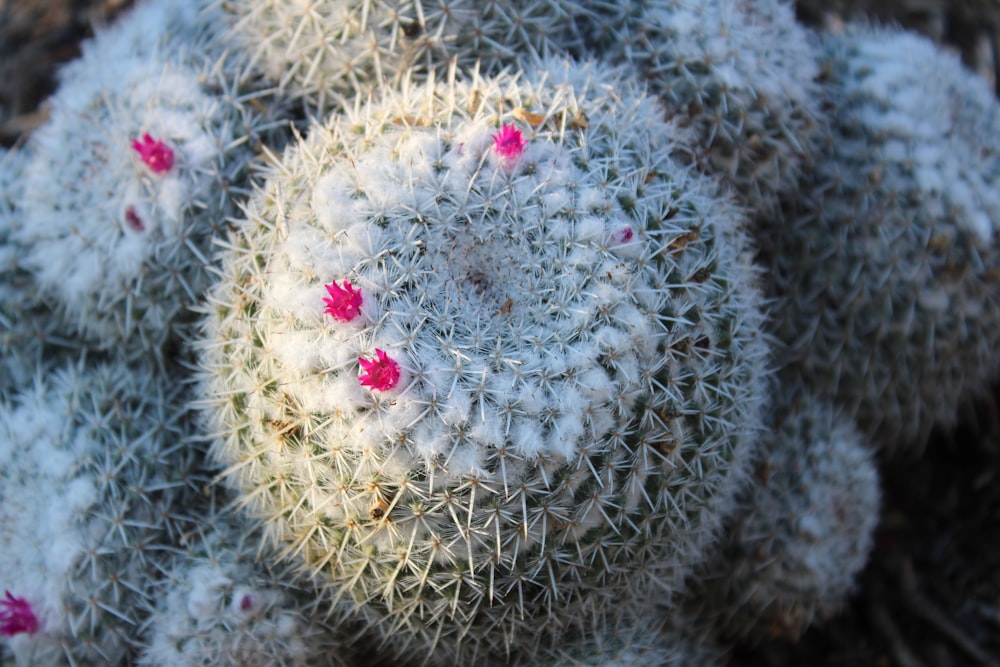 a close up of a cactus with pink flowers