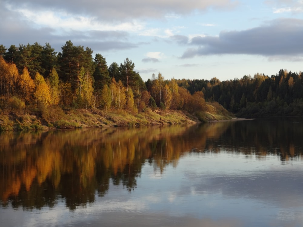 a body of water surrounded by a forest