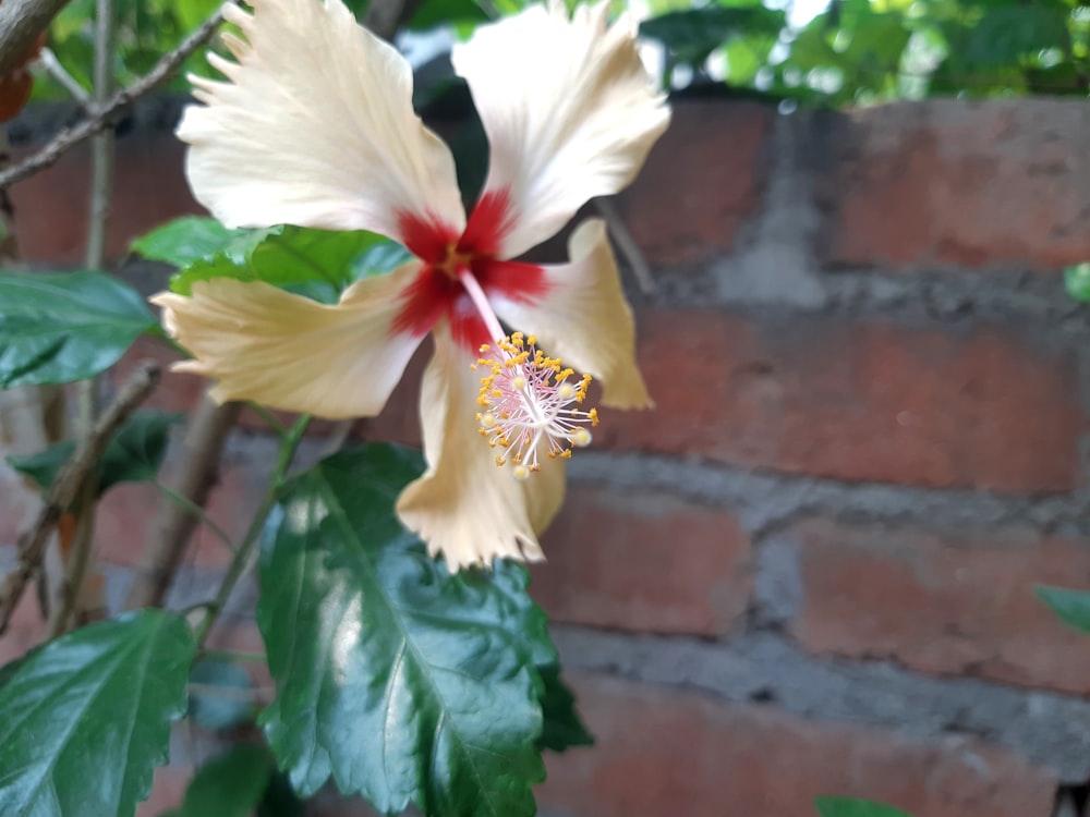 a white and yellow flower on a tree