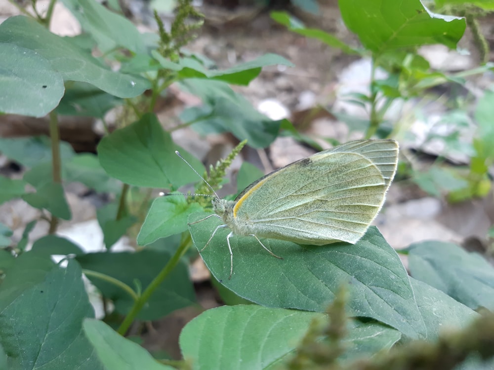 ein weißer Schmetterling, der auf einem grünen Blatt sitzt