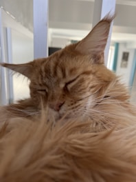 A cozy photo of Fire, the orange cat, curled up next to Little Bear, the fluffy Maltese-Pomeranian mix, both resting peacefully on a soft blanket.