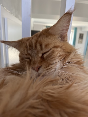 A cozy photo of Fire, the orange cat, curled up next to Little Bear, the fluffy Maltese-Pomeranian mix, both resting peacefully on a soft blanket.