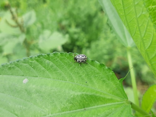 A small insect with a distinctive black and white patterned shell rests on a large, vibrant green leaf. The background is a blurred mix of greens, suggesting a natural outdoor setting with abundant foliage.