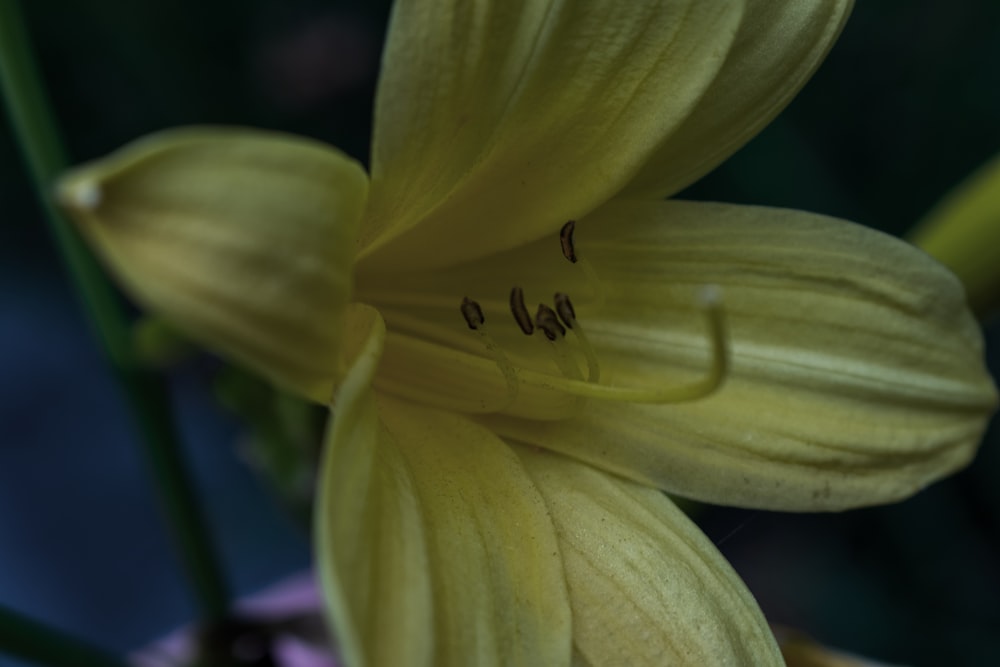 a close up of a yellow flower with a blurry background