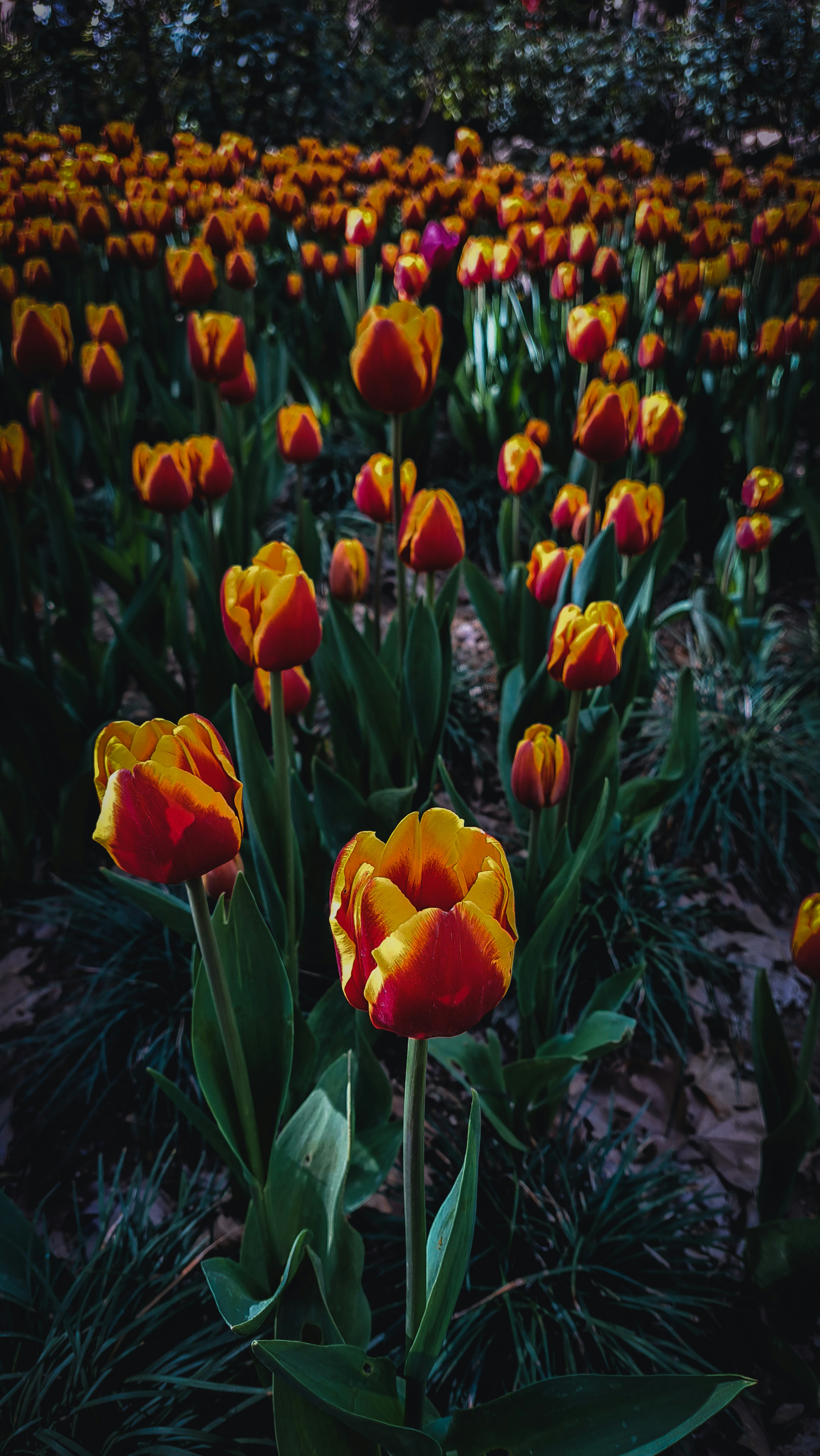 Photo by photo_setayesh