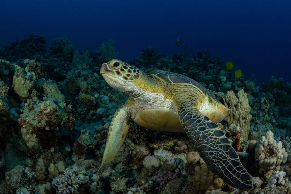 Una tortuga marina verde nadando sobre un arrecife de coral
