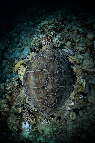 a turtle is swimming in the water