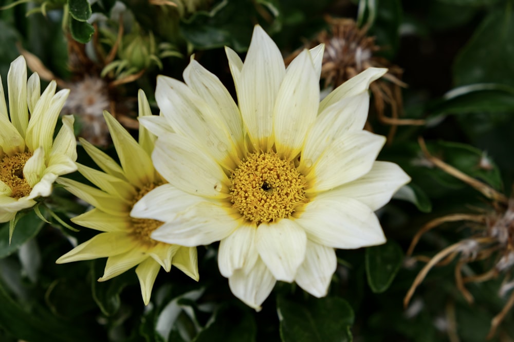 a group of yellow flowers with green leaves