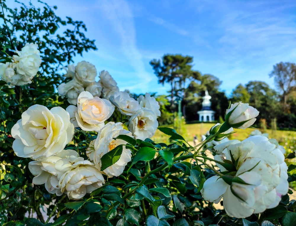 un bouquet de fleurs blanches dans un champ