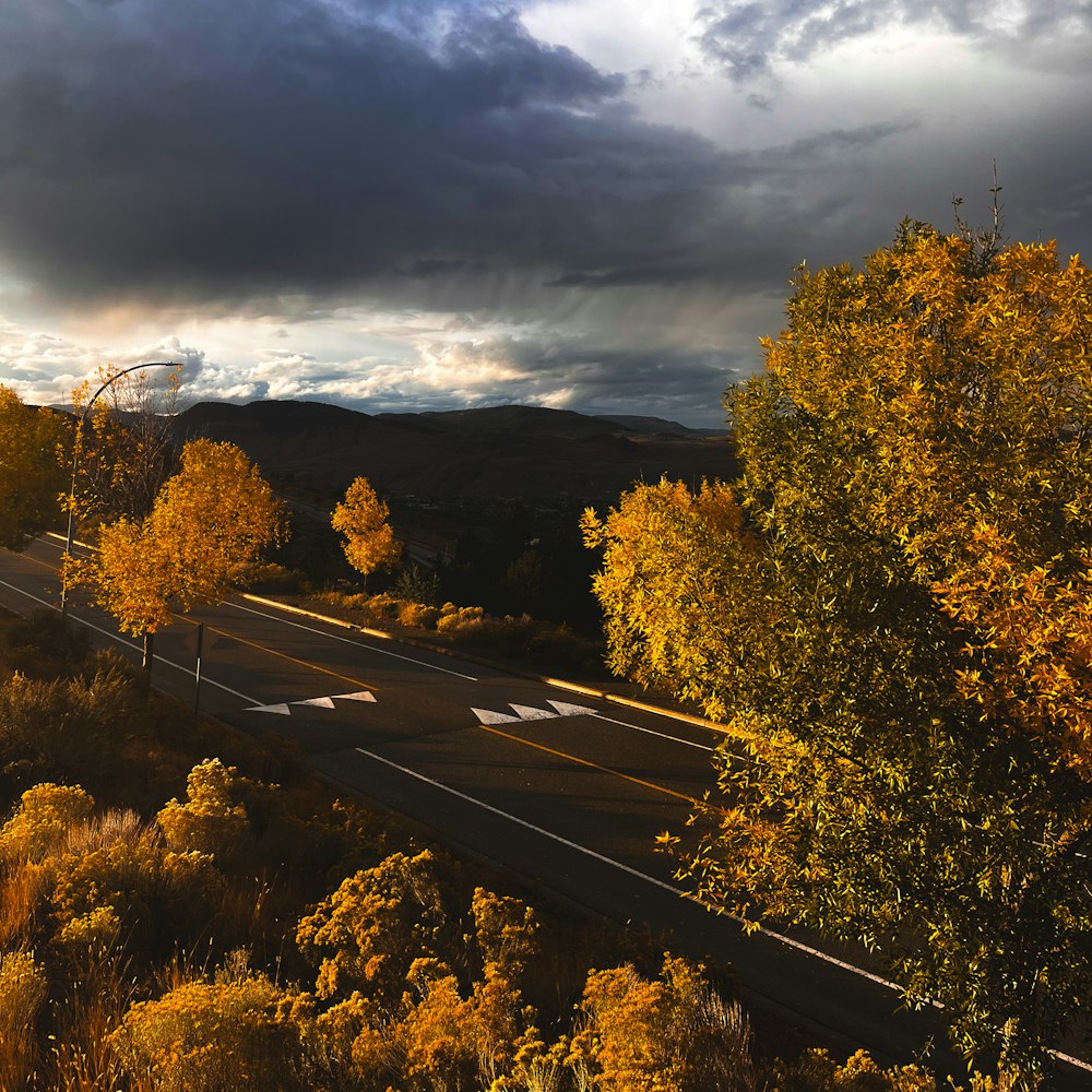 a road surrounded by trees and bushes under a cloudy sky