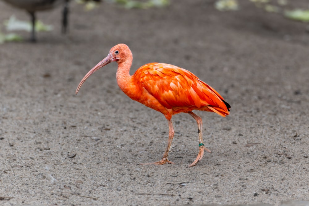 a bright orange bird with a long beak