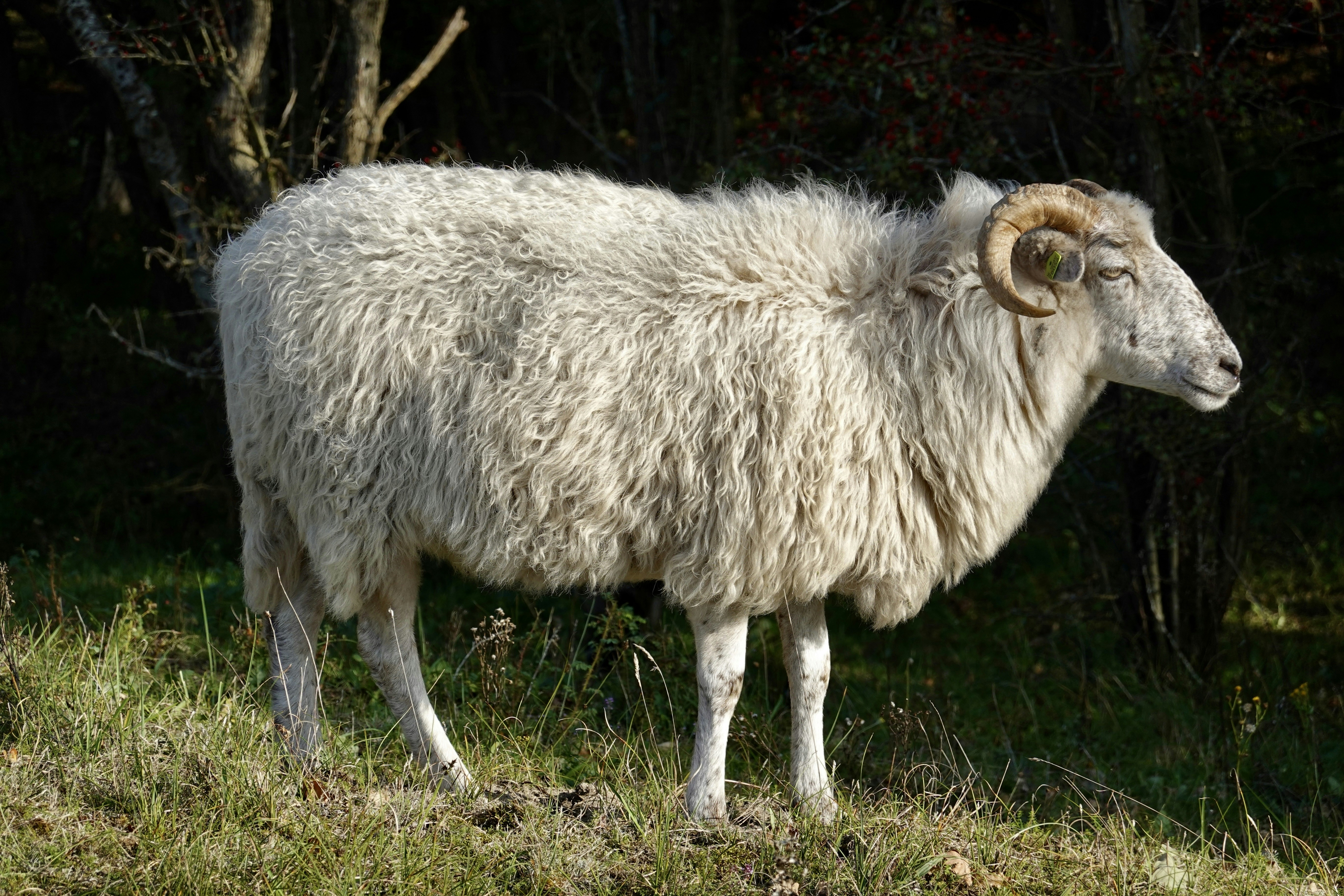 a sheep with long horns standing in the grass