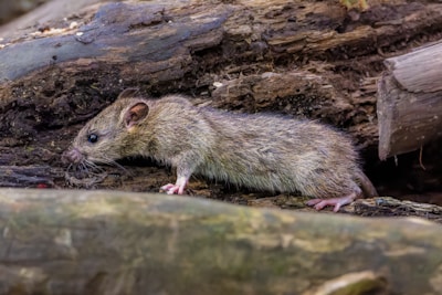 A small rodent with brownish fur is navigating through a natural wooden environment, possibly in a forest or wooded area. The animal's whiskers and ears are prominent, and it appears to be cautiously exploring its surroundings.