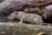 A small rodent with brownish fur is navigating through a natural wooden environment, possibly in a forest or wooded area. The animal's whiskers and ears are prominent, and it appears to be cautiously exploring its surroundings.