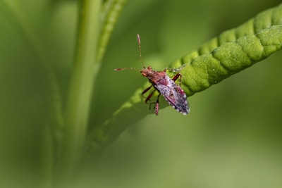A close-up view of a bug perched on a vibrant green leaf. The insect has a reddish-brown body with intricate patterns on its wings. The background is a soft blur of green foliage.