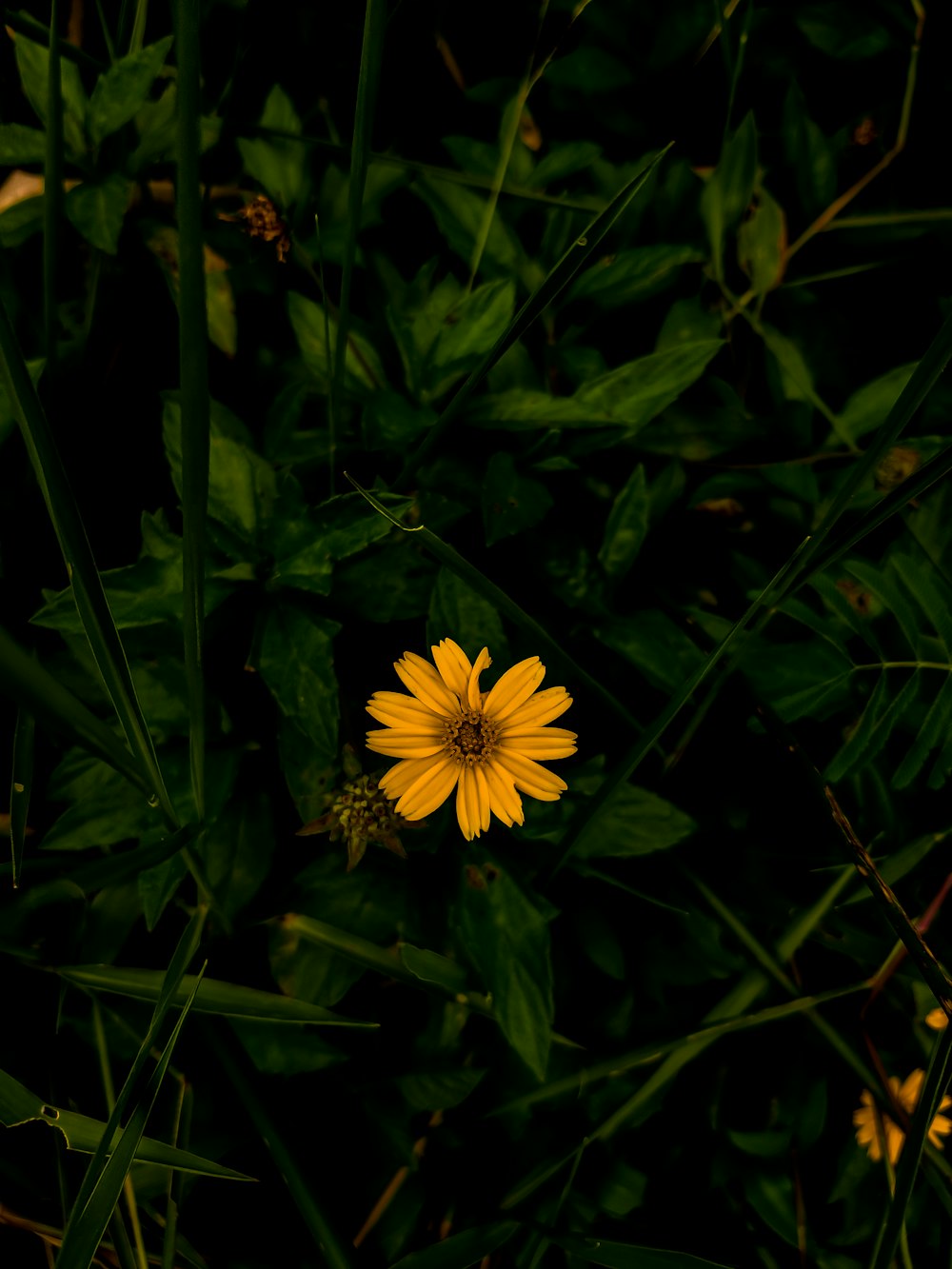 a yellow flower in the middle of a field