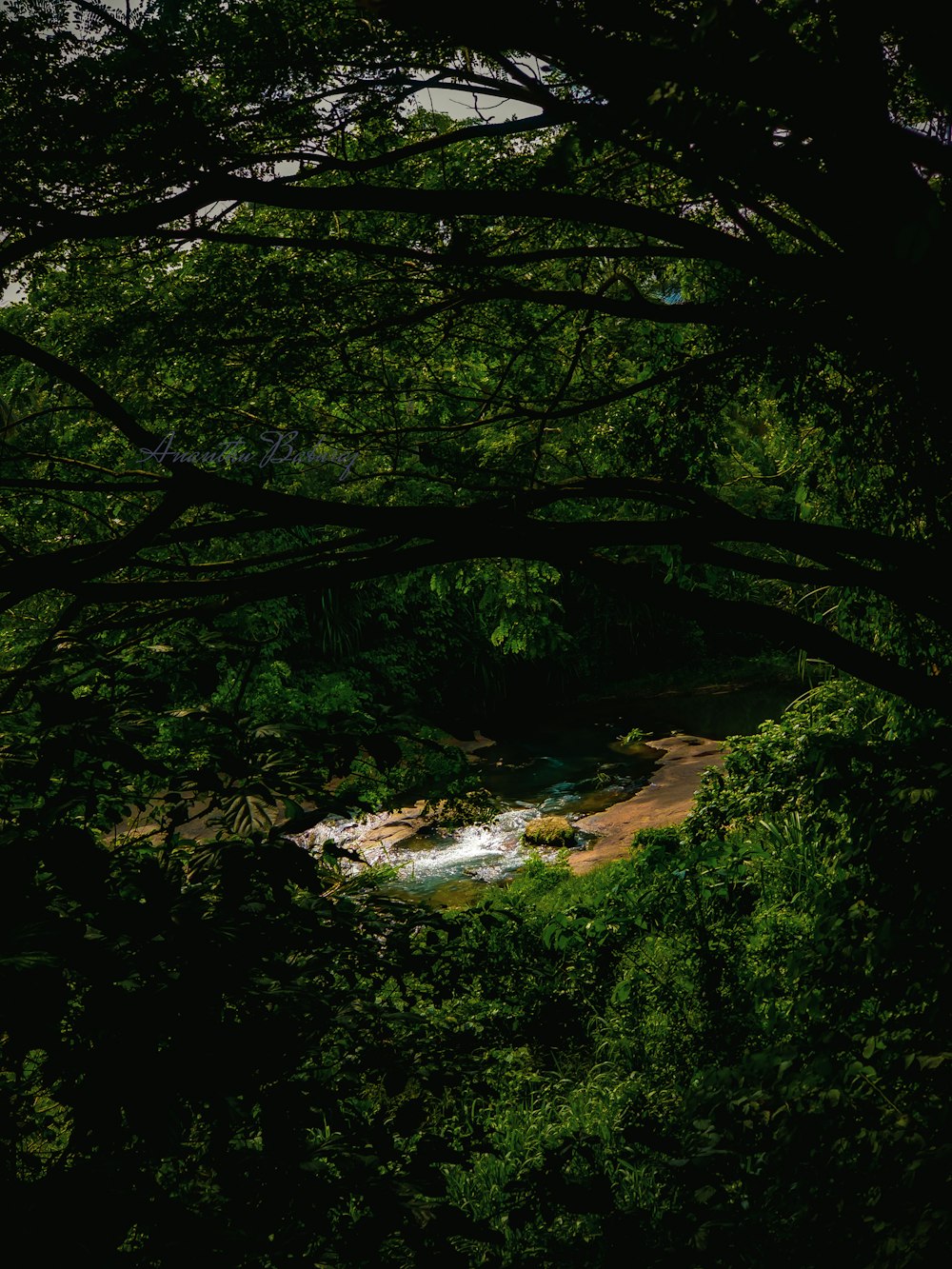 a river running through a lush green forest