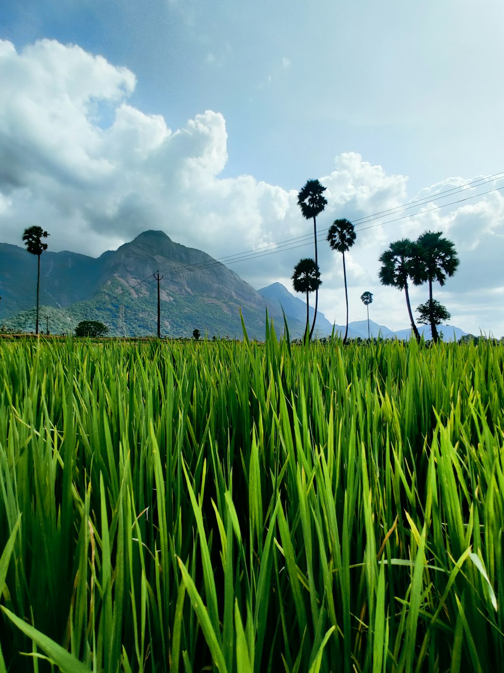 a grassy field with trees and mountains in the background