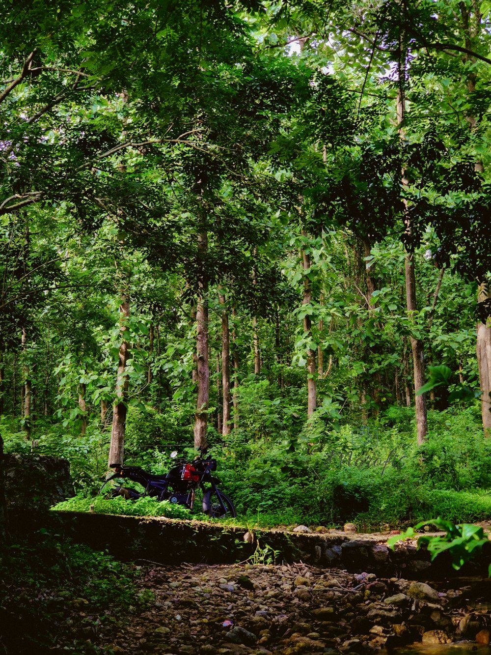 a person riding a bike through a lush green forest