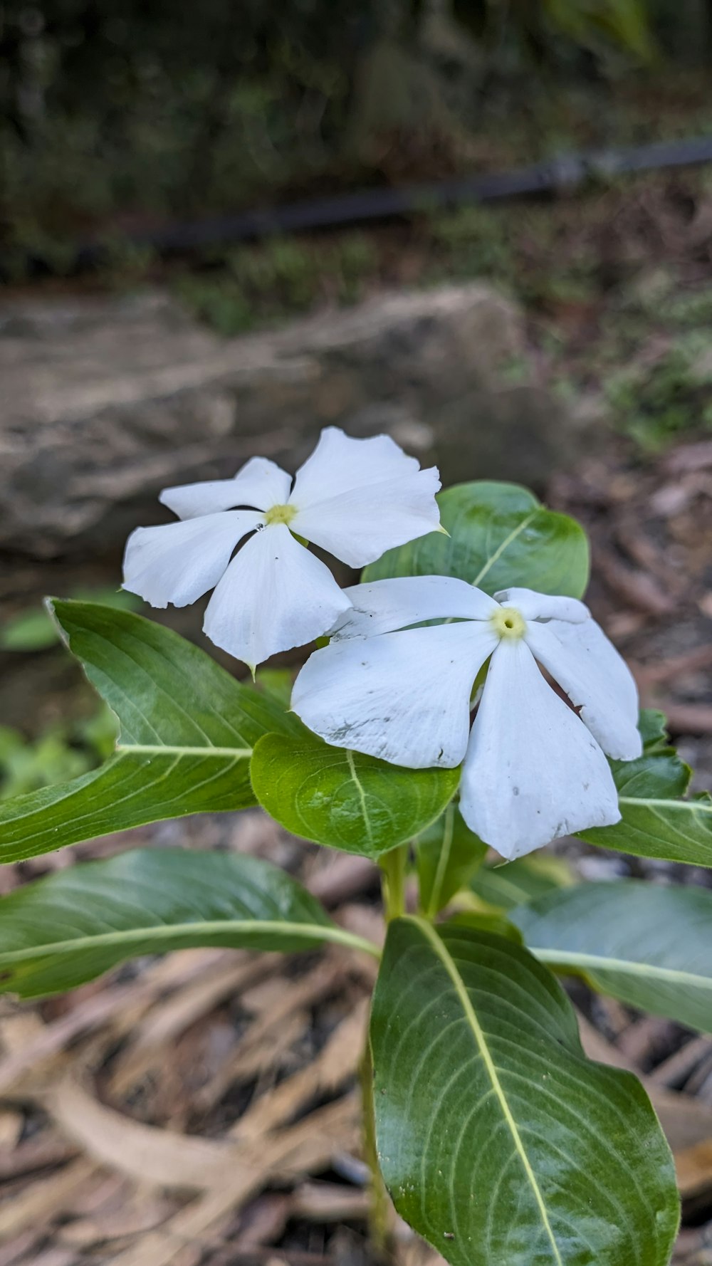 three white flowers with green leaves in the foreground