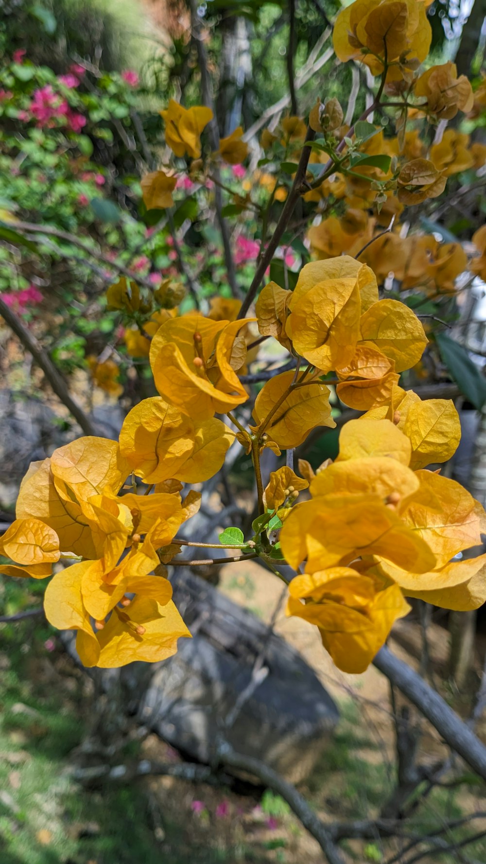 yellow flowers are blooming on a tree branch