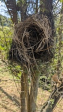A bird's nest made of a combination of sticks and black stringy material hangs from a tree. The background consists of tree trunks and leafy branches, with some sunlight filtering through the greenery.