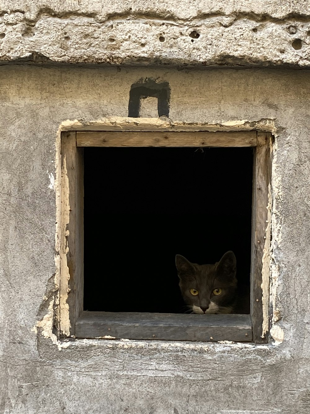 Eine Katze schaut aus einem Fenster