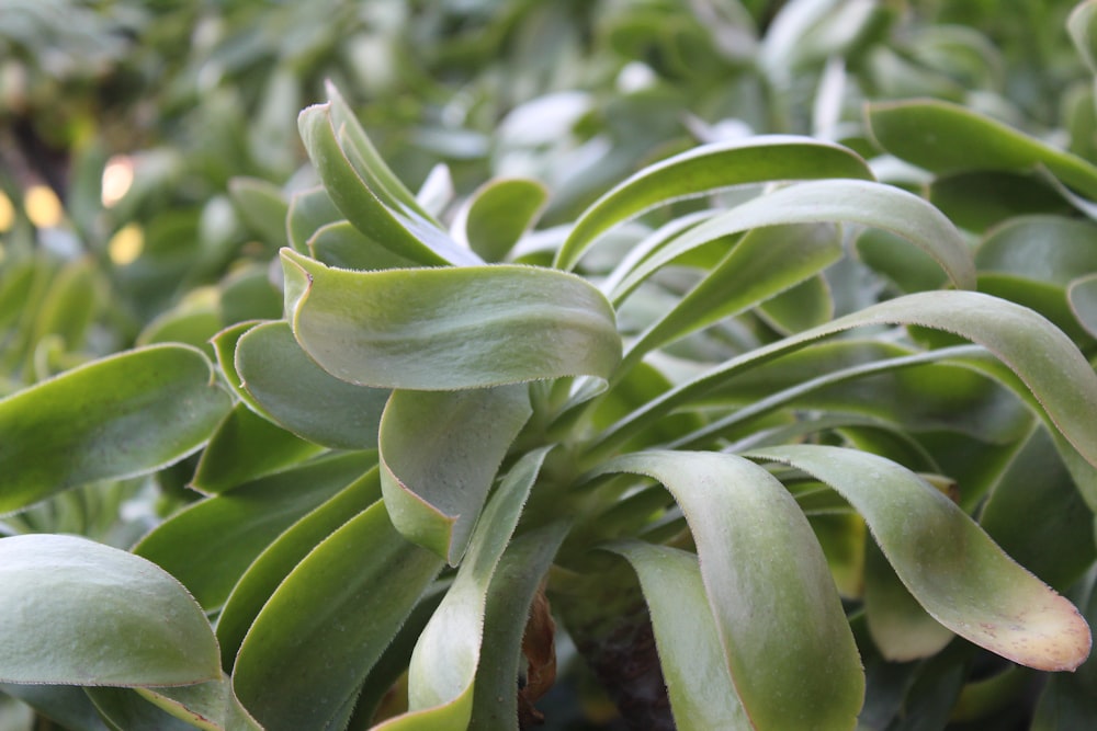 Gros plan d’une plante aux feuilles vertes