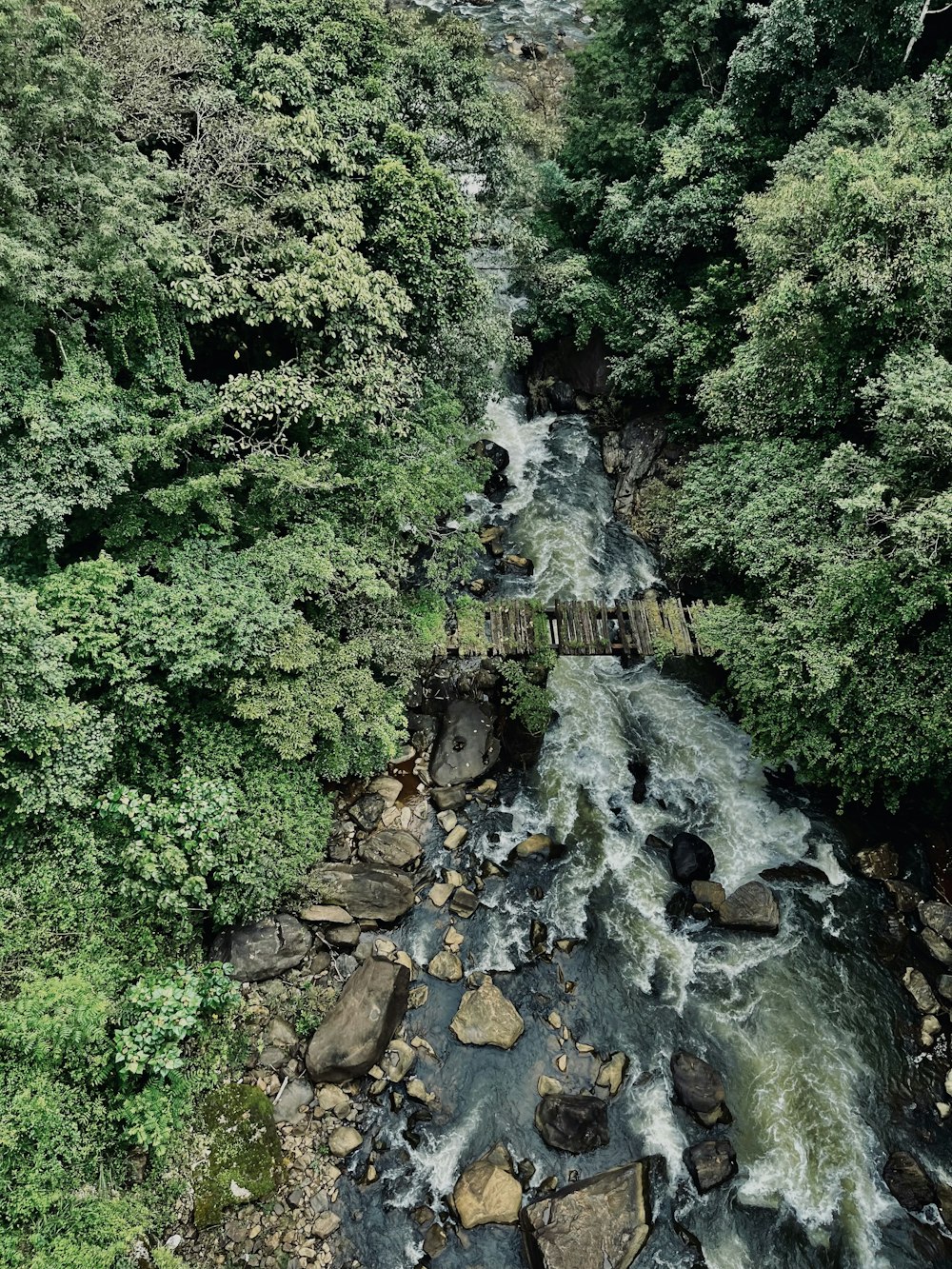 a river running through a lush green forest