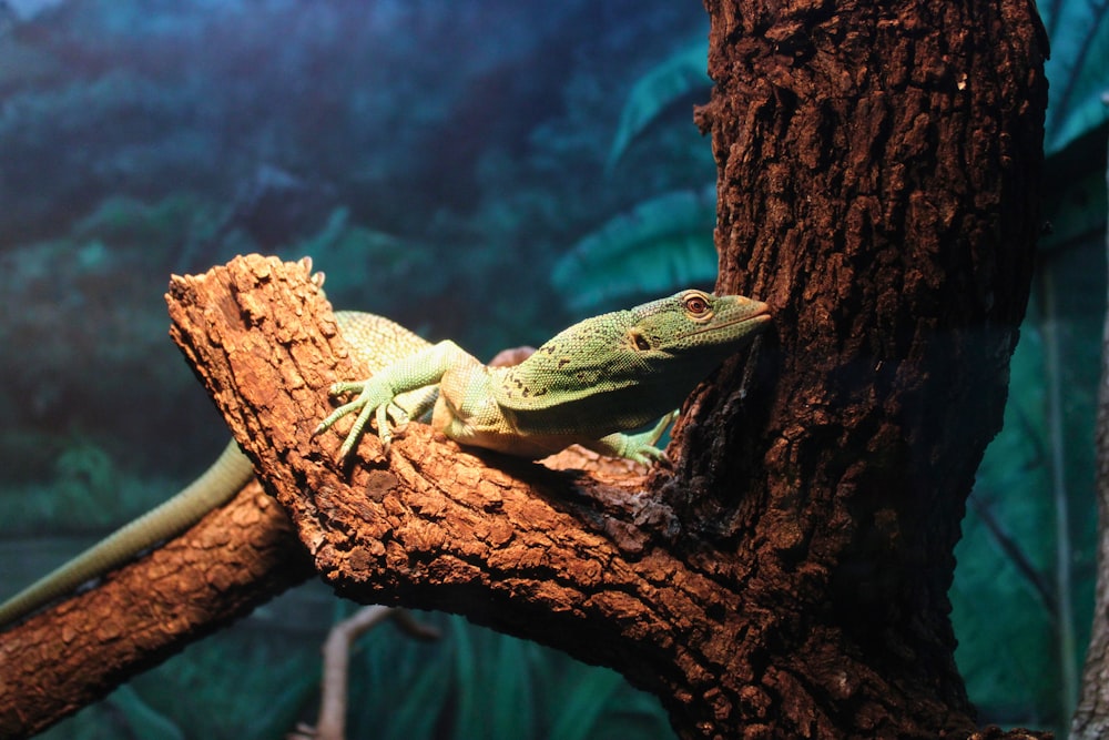 a green lizard sitting on a tree branch