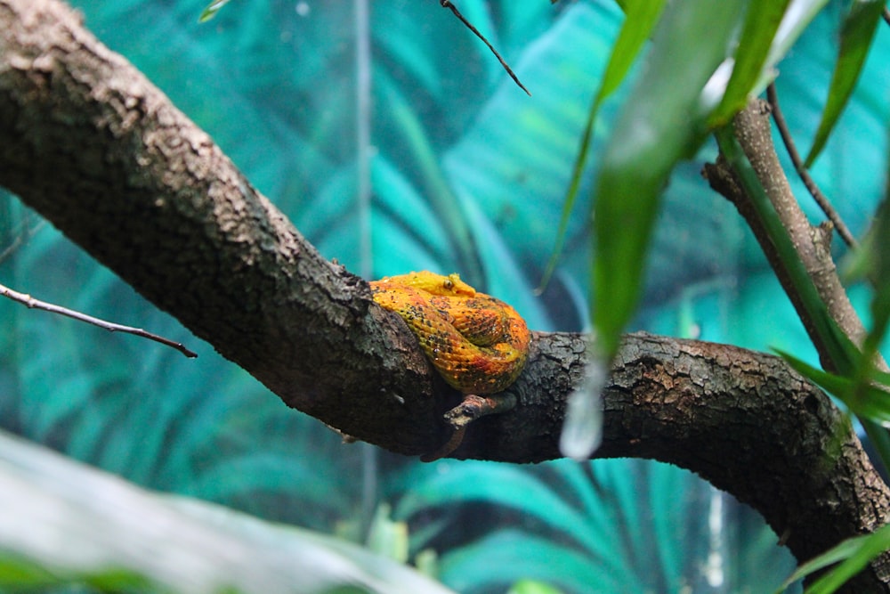 a yellow and black bird sitting on a tree branch