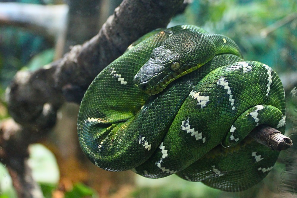 a green snake curled up on a tree branch