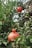 A pomegranate hangs prominently in the foreground, surrounded by lush green leaves. Another pomegranate is visible in the background, slightly blurred, with sunlight filtering through the branches above. The scene captures a vibrant, natural setting with a sense of growth and abundance.